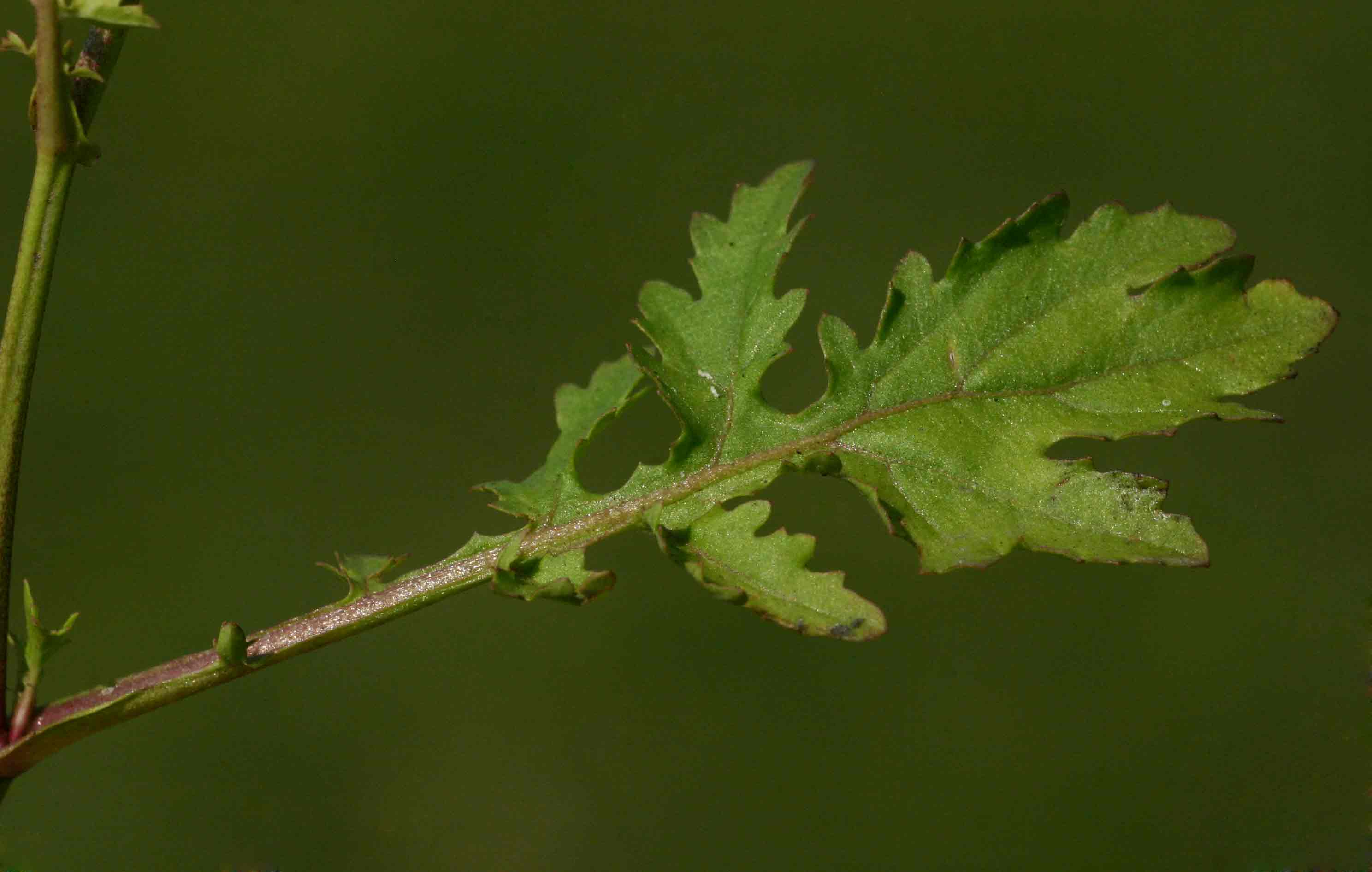 Rorippa micrantha