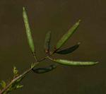 Rorippa micrantha