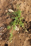 Rorippa micrantha
