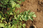 Rorippa micrantha