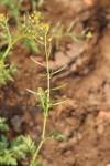 Rorippa micrantha
