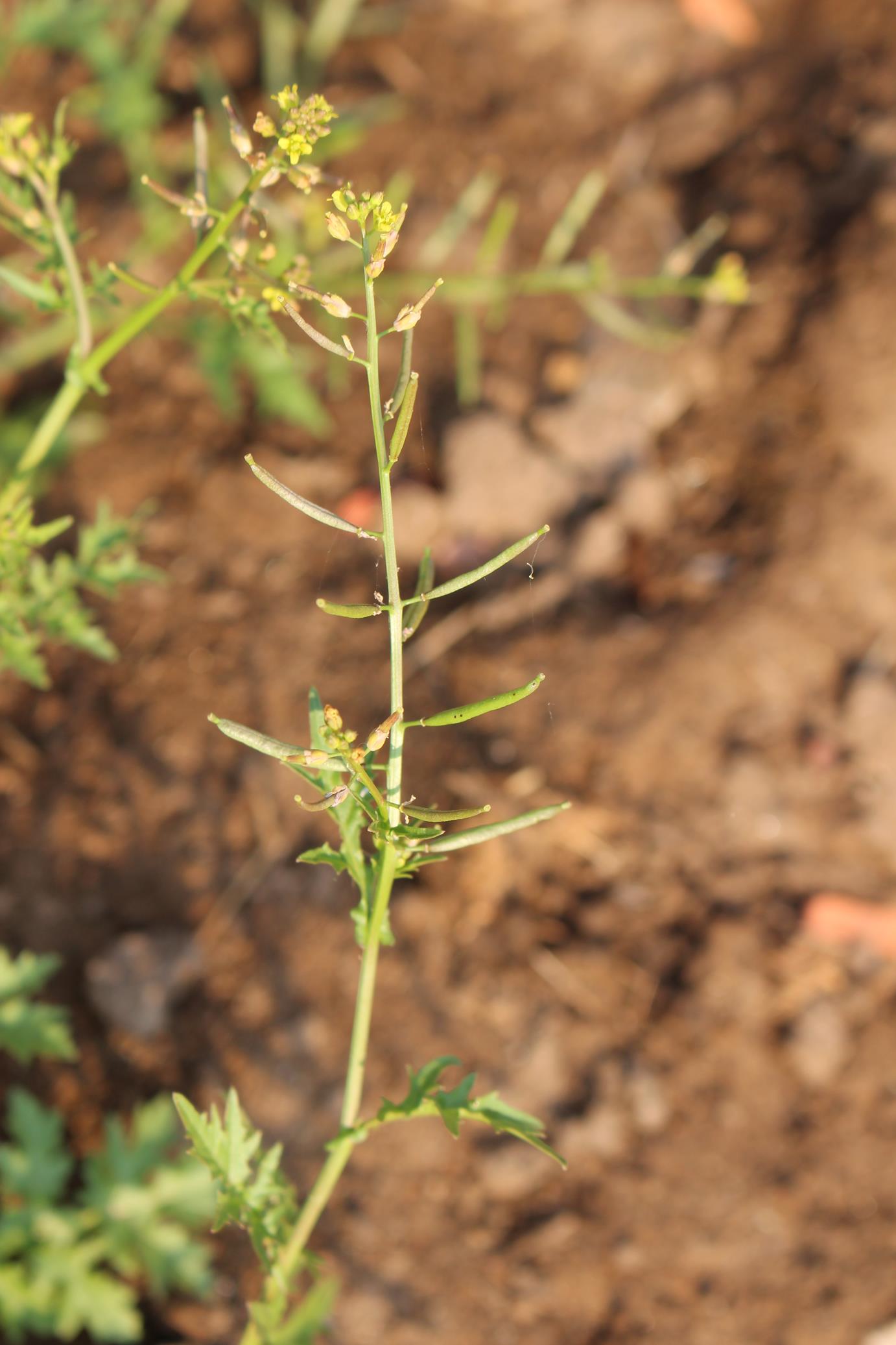 Rorippa micrantha