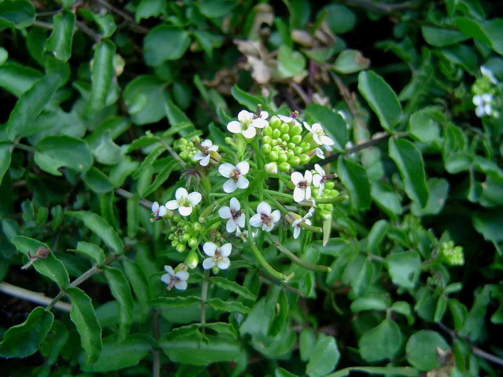 Rorippa nasturtium-aquaticum