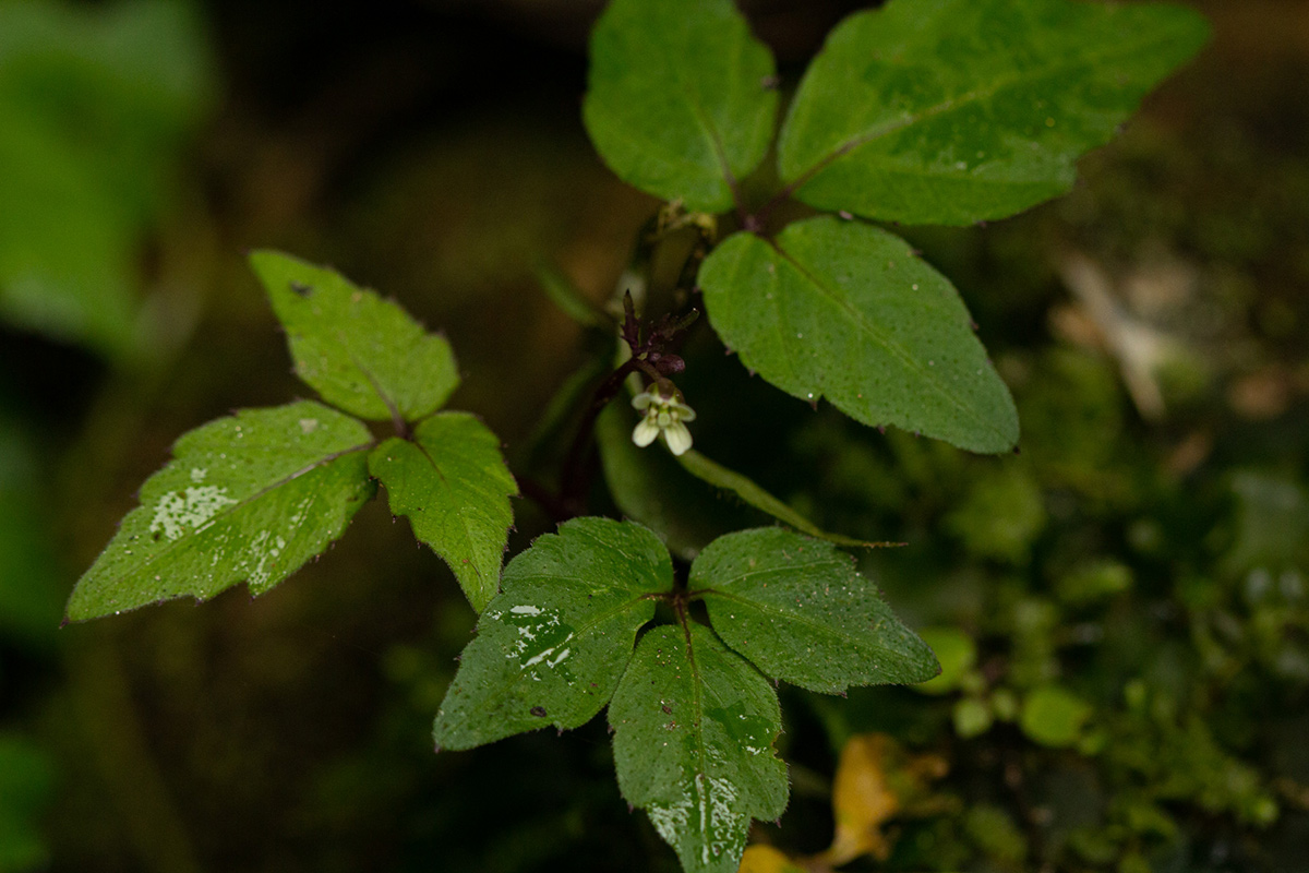 Cardamine africana