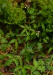 Cardamine africana