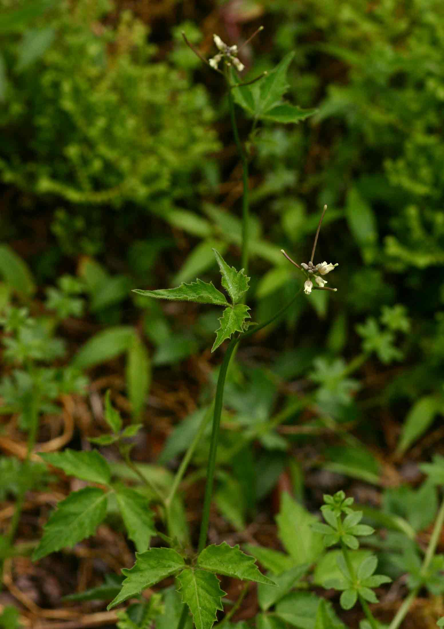 Cardamine africana