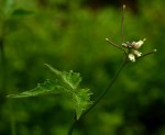 Cardamine africana
