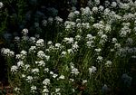 Lobularia maritima