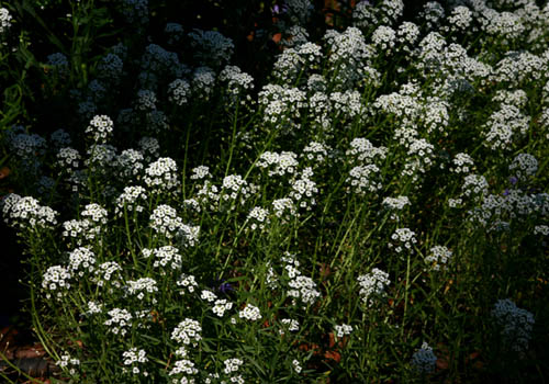 Lobularia maritima