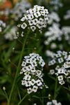 Lobularia maritima