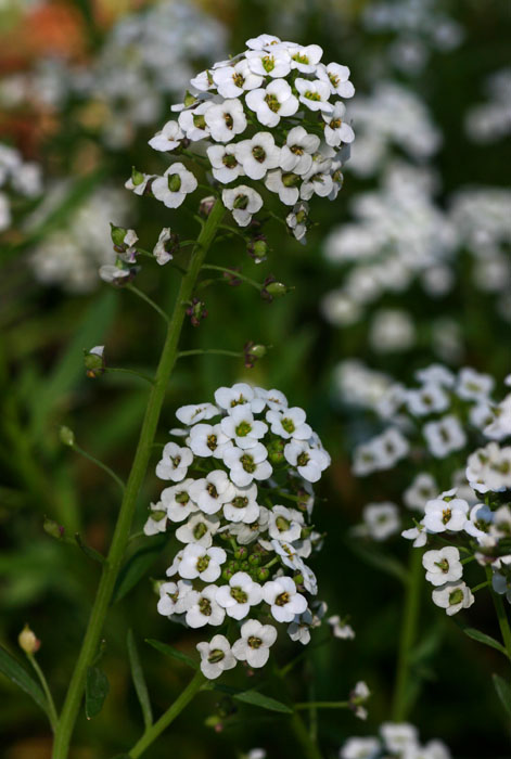 Lobularia maritima