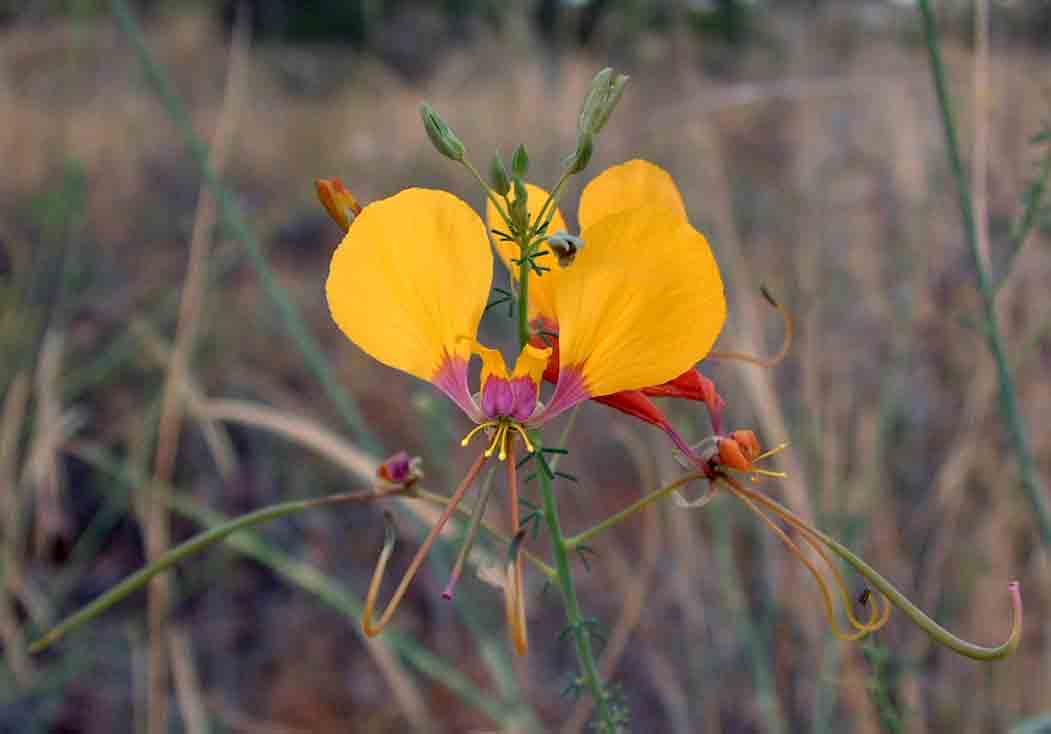 Cleome angustifolia subsp. diandra
