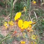 Cleome angustifolia subsp. diandra