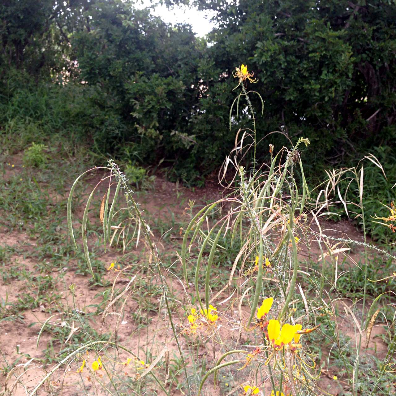 Cleome angustifolia subsp. diandra