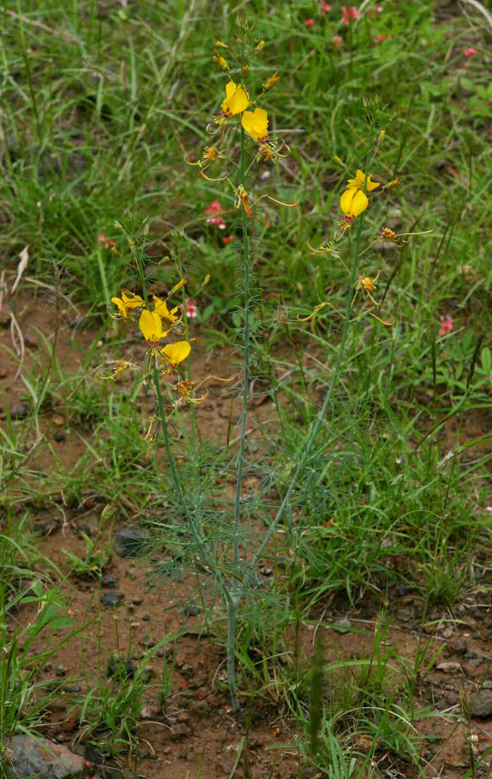 Cleome angustifolia subsp. diandra