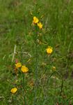 Cleome angustifolia subsp. diandra