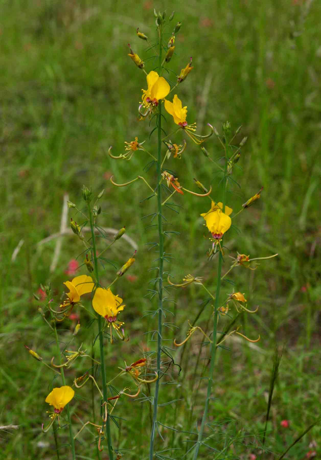 Cleome angustifolia subsp. diandra