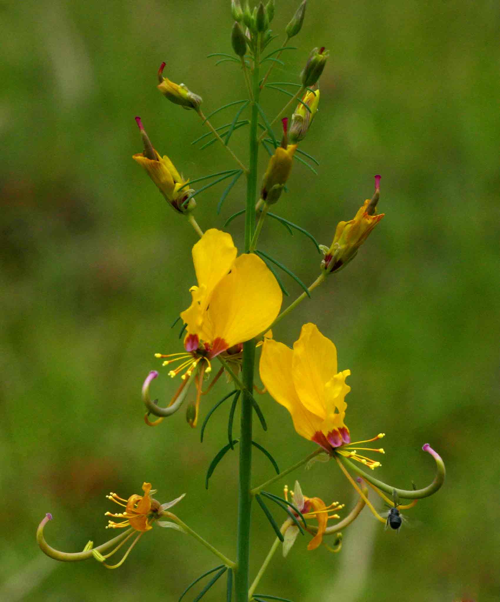 Cleome angustifolia subsp. diandra