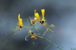Cleome angustifolia subsp. diandra
