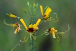 Cleome angustifolia subsp. diandra