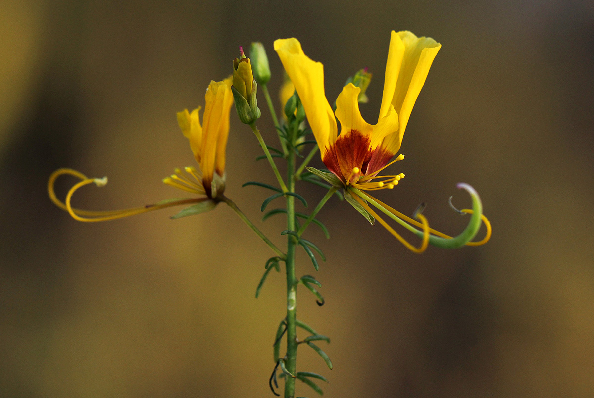 Cleome angustifolia subsp. diandra