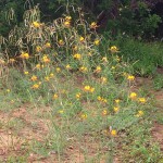 Cleome angustifolia subsp. diandra