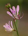 Cleome macrophylla var. macrophylla