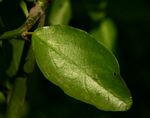 Capparis erythrocarpos var. rosea