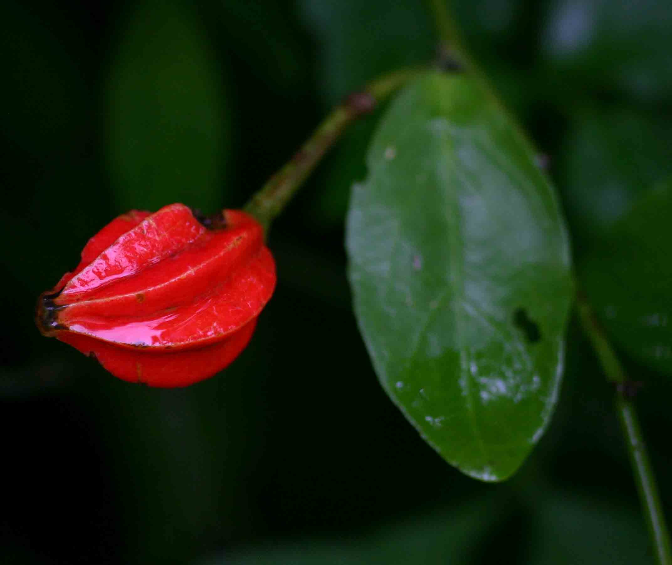 Capparis erythrocarpos var. rosea