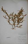 Capparis fascicularis var. fascicularis