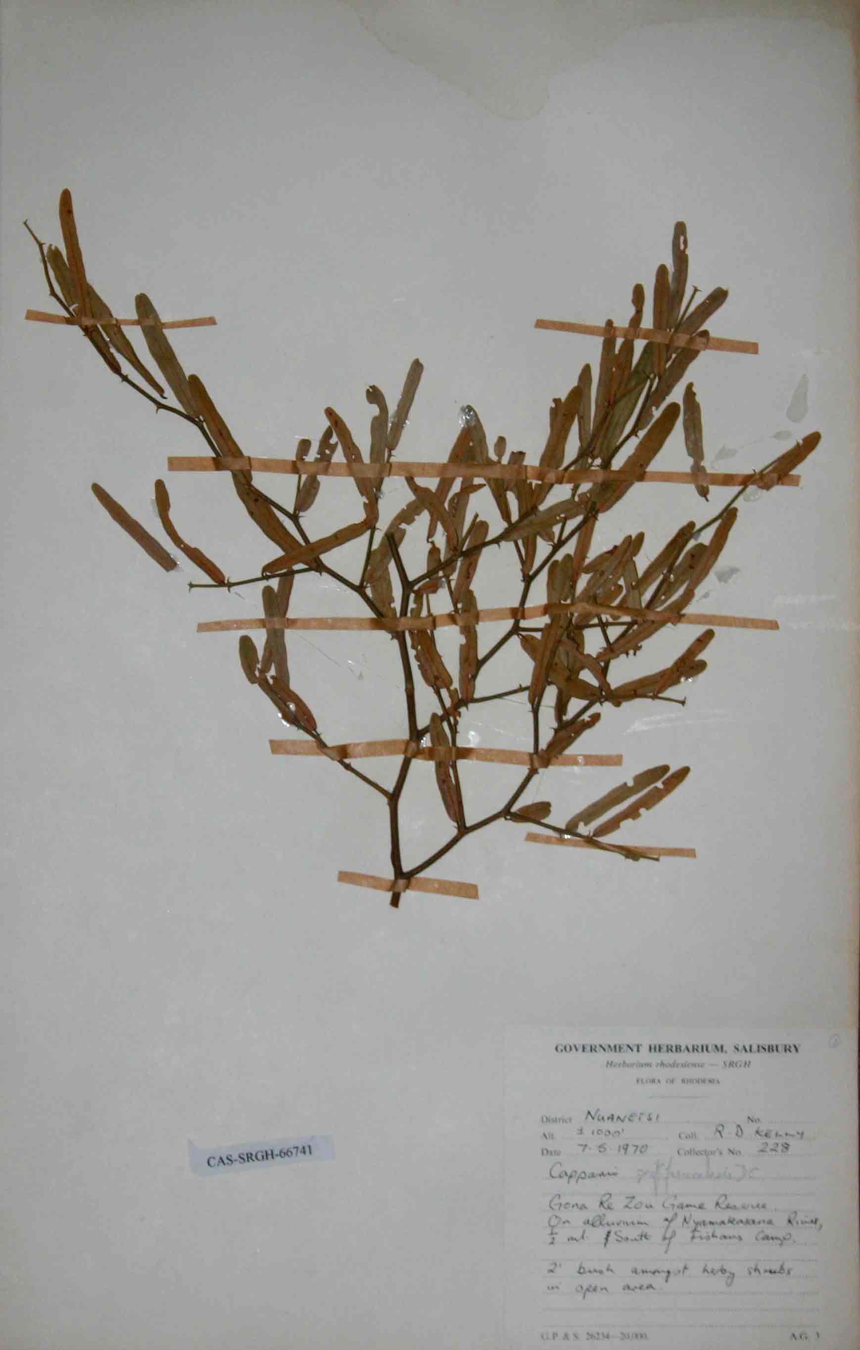 Capparis fascicularis var. fascicularis