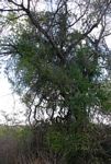 Capparis sepiaria var. subglabra