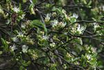 Capparis sepiaria var. subglabra