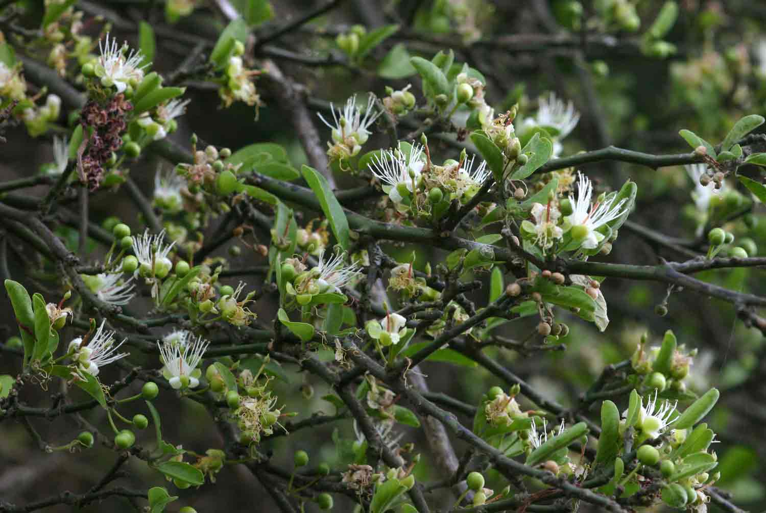 Capparis sepiaria var. subglabra
