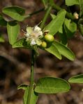 Capparis sepiaria var. subglabra