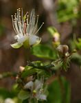 Capparis sepiaria var. subglabra