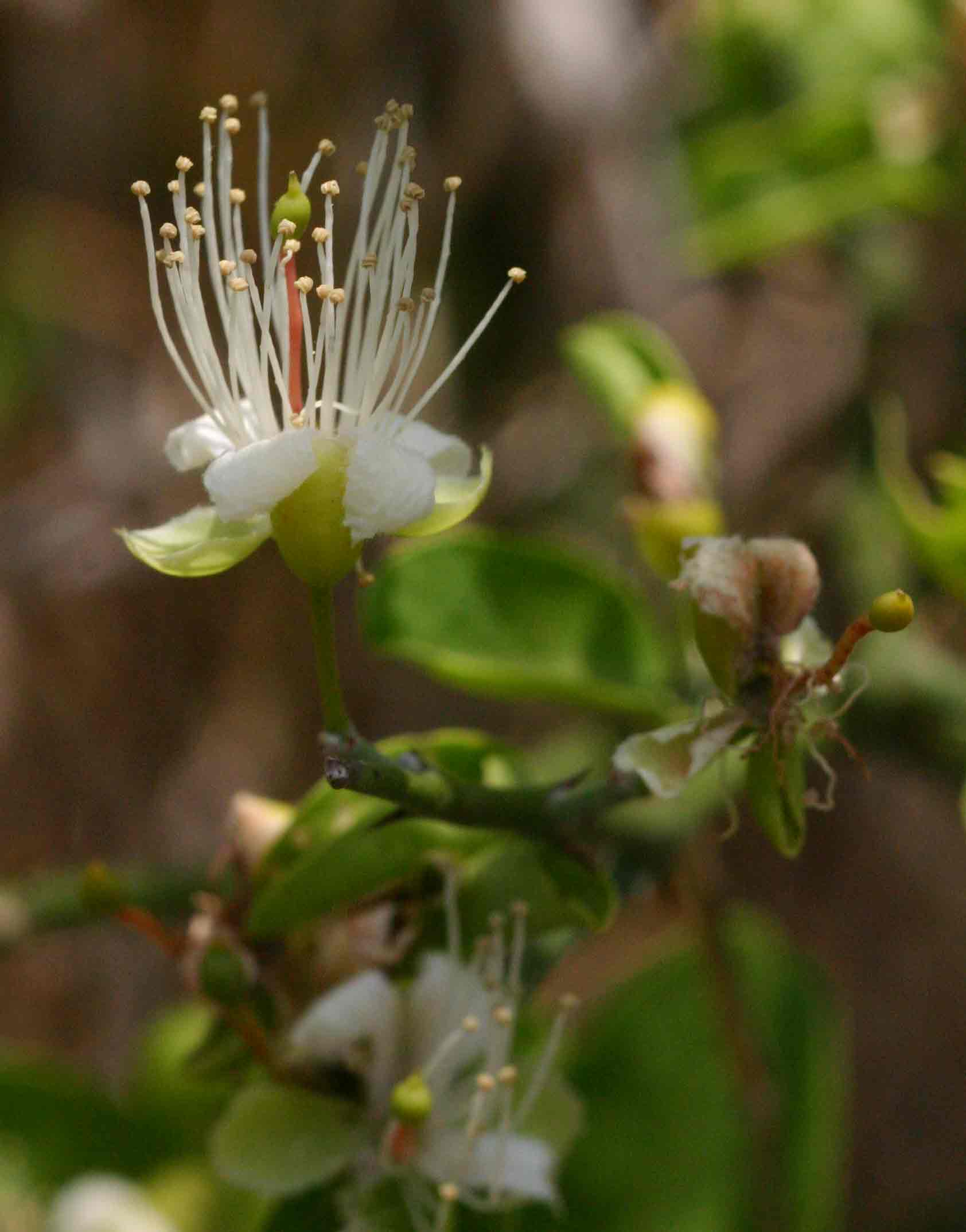 Capparis sepiaria var. subglabra