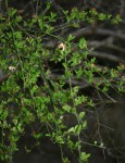 Capparis sepiaria var. subglabra