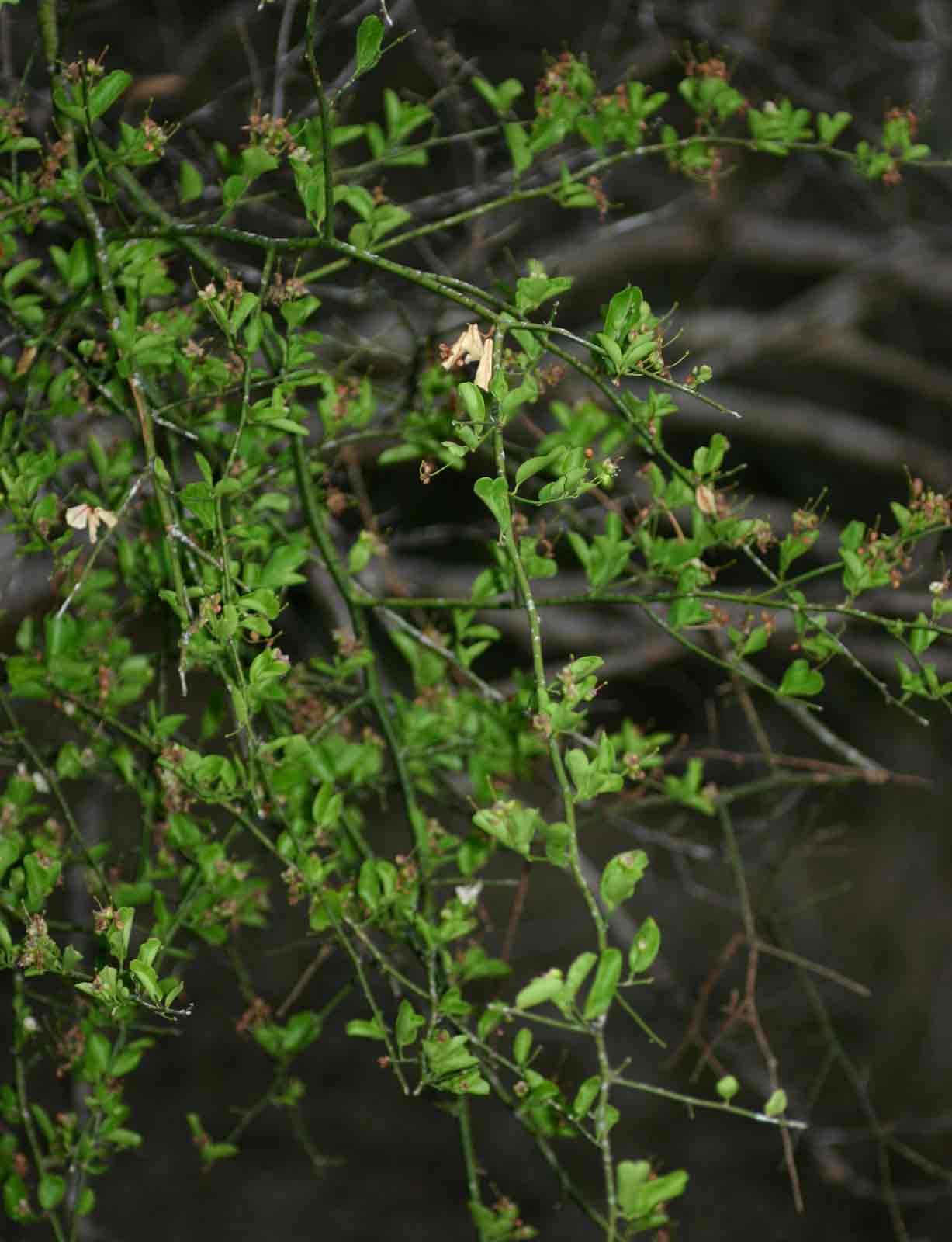 Capparis sepiaria var. subglabra