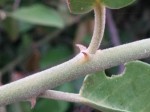 Capparis tomentosa