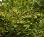 Capparis tomentosa