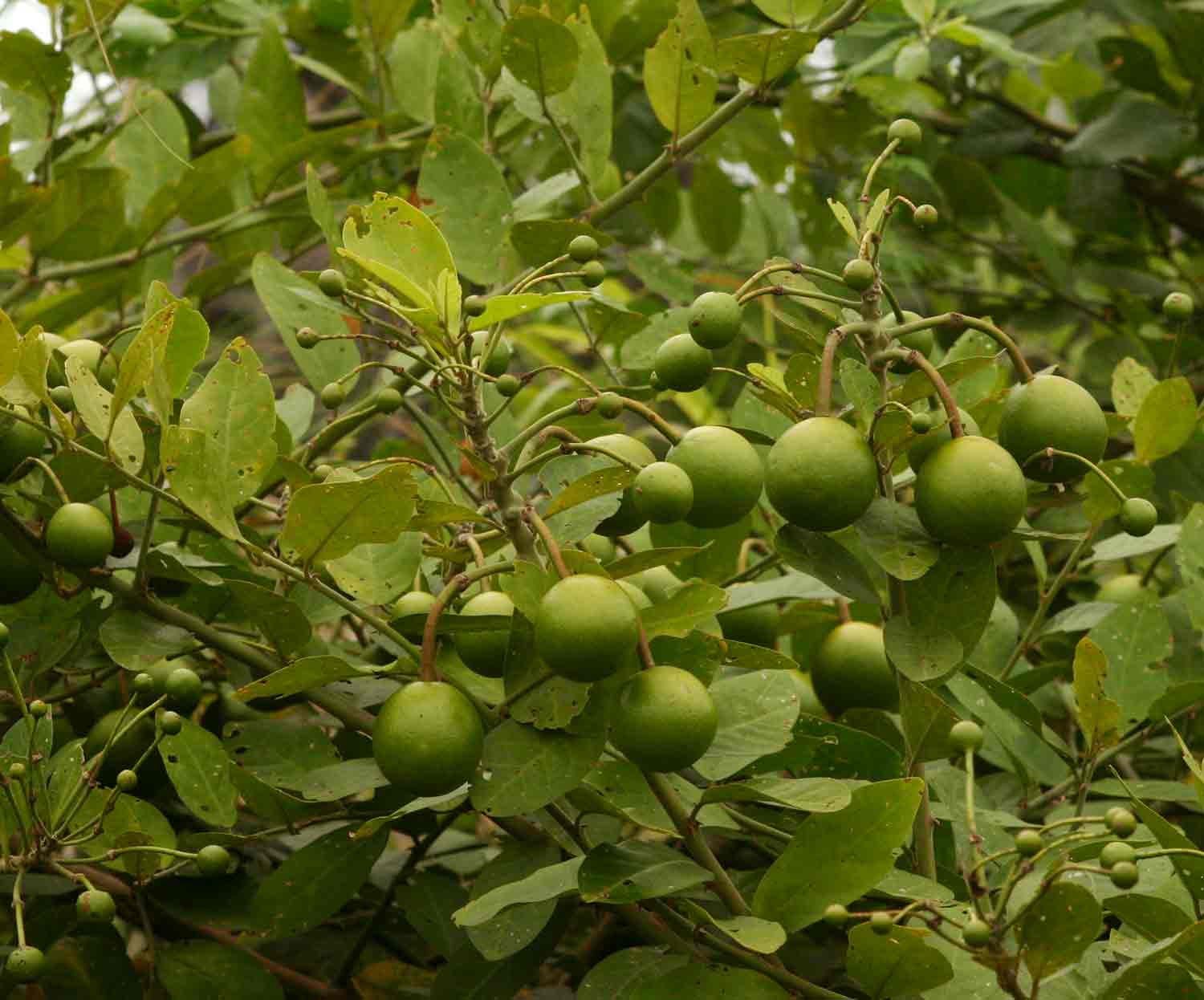 Capparis tomentosa