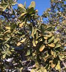 Boscia albitrunca