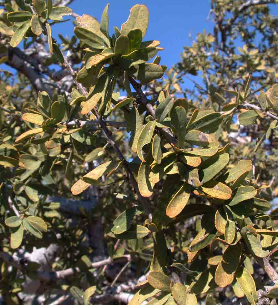 Boscia albitrunca