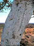 Boscia albitrunca