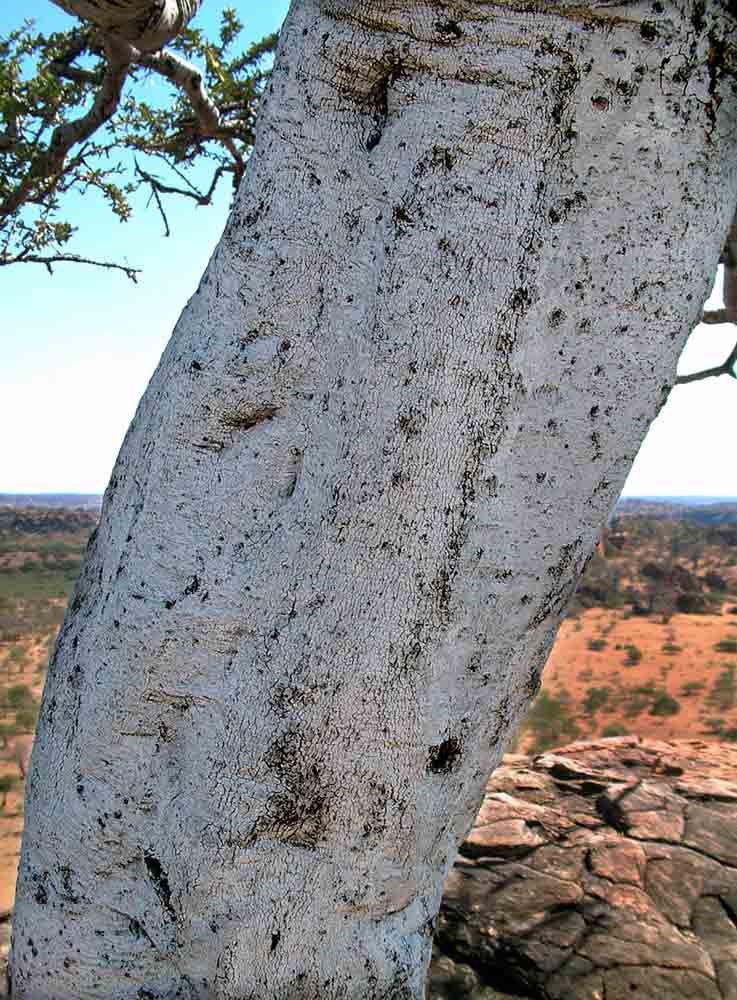 Boscia albitrunca