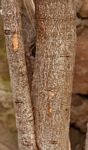 Boscia angustifolia var. corymbosa