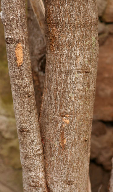 Boscia angustifolia var. corymbosa