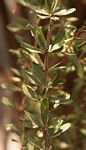 Boscia angustifolia var. corymbosa