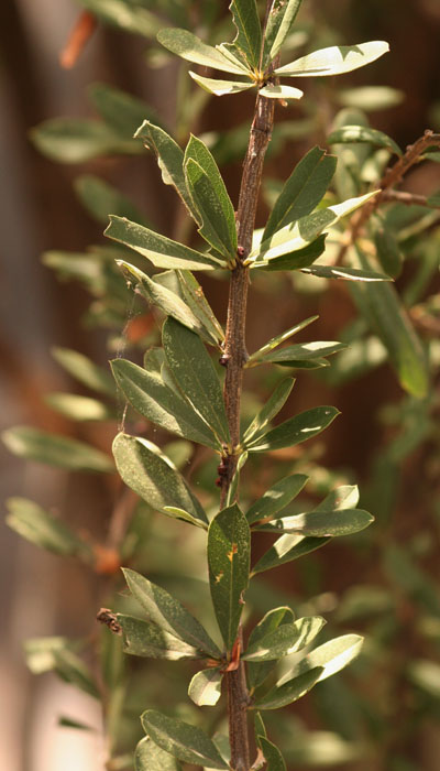 Boscia angustifolia var. corymbosa